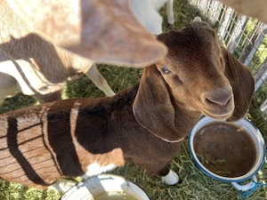 Vând iezi de 2 luni și țap de 1 an rasa boer