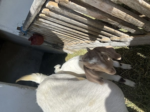 Vând iezi de 2 luni și țap de 1 an rasa boer - imagine 4