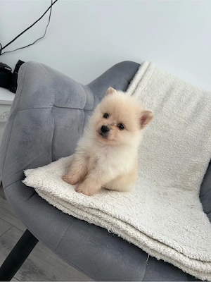 Fetita Pomeranian  - imagine 3