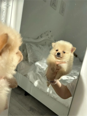 Fetita Pomeranian  - imagine 2
