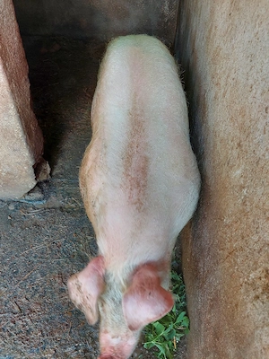 Porci de carne 100kg. 15 mil. - imagine 4