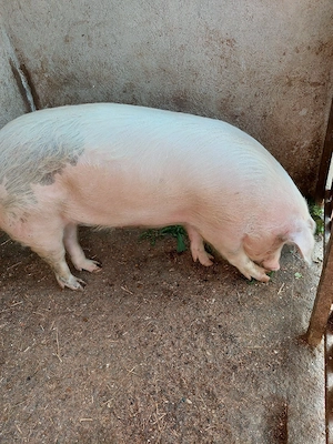Porci de carne 100kg. 15 mil. - imagine 5