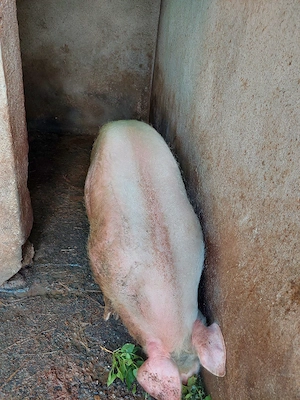 Porci de carne 100kg. 15 mil. - imagine 3