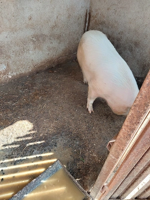 Porci de carne 100kg. 15 mil. - imagine 2