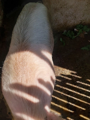 Porci de carne 100kg. 15 mil.