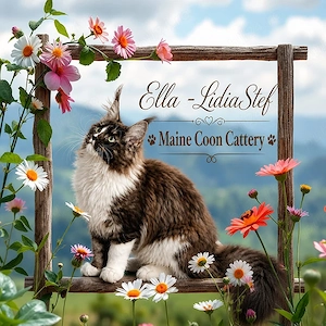 Maine Coon pisicuti cu Pedigree WCF-Magnificats-Felisa Timisoara