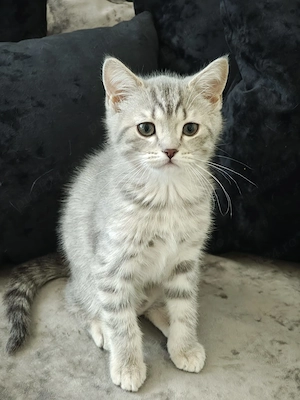 motanel british shorthair spotted tabby - imagine 2