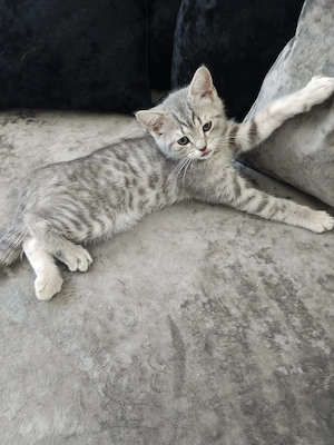 motanel british shorthair spotted tabby - imagine 3