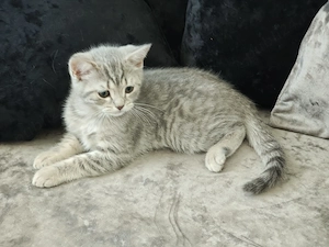 motanel british shorthair spotted tabby - imagine 4