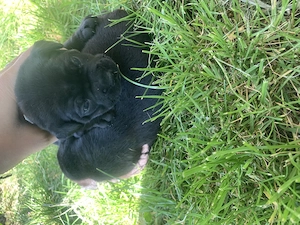 Cățel bulldog francez - imagine 2