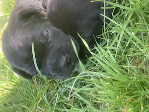 Cățel bulldog francez