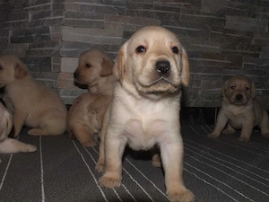 Masculul și femelă Labrador Retriever  - imagine 4