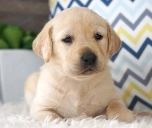 Masculul și femelă Labrador Retriever  - imagine 2
