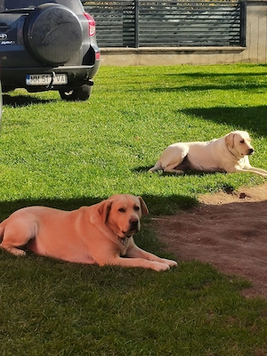Masculul și femelă Labrador Retriever  - imagine 3