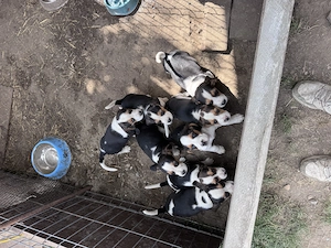 Caini Rasa Beagle  - imagine 3
