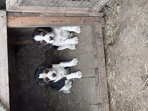 Caini Rasa Beagle  - imagine 2