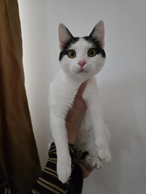 Fetita pentru adoptie