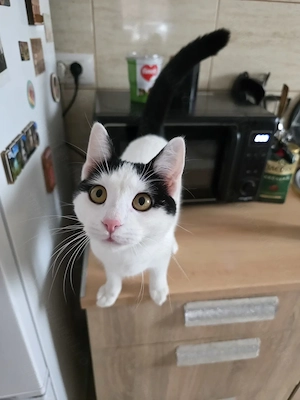 Fetita pentru adoptie - imagine 2
