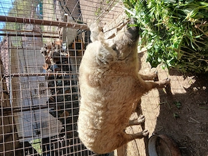 Vier mangalita de vanzare