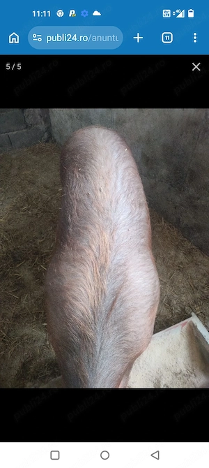 Vând porci vii sau carcasa