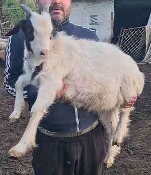 Ied,iezi,miel,miei prasila 