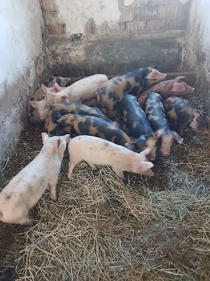 Purcei bazna si de carne  de vanzare!