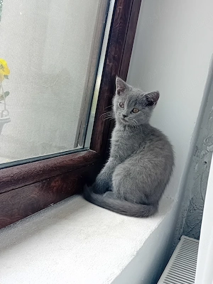 British Shorthair blue  (rasa pura) - imagine 5