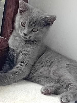 British Shorthair blue  (rasa pura) - imagine 3