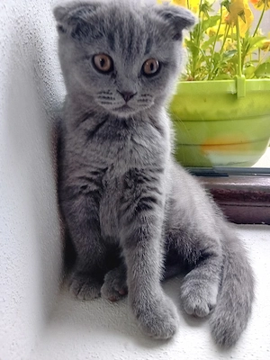 British Shorthair blue  (rasa pura) - imagine 4