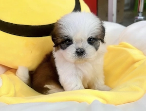 Bichon Havanez mascul și femela