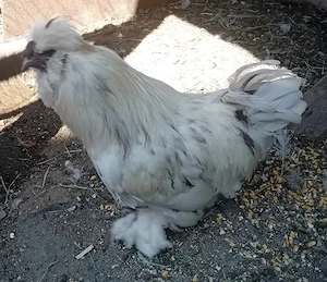 Cocoșel de vânzare este de anu trecut, 