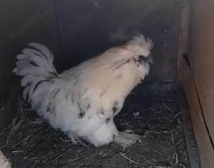 Cocoșel de vânzare este de anu trecut,  - imagine 2