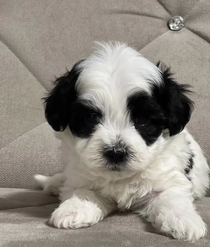 Bichon Havanez mascul și femelă - imagine 2