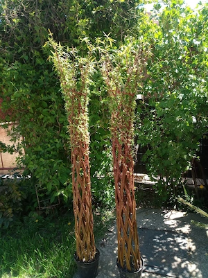 salcie impletita 
