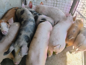 Vand Soldanii Pietrian cu Duroc