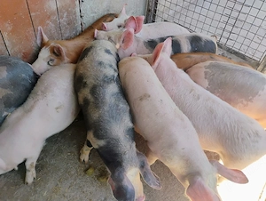 Vand Soldanii Pietrian cu Duroc 