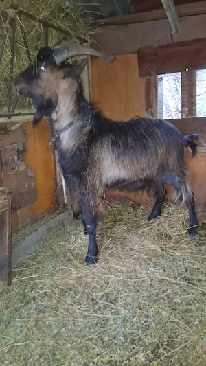 Vând țap alpin francez 