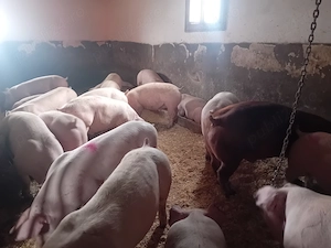  Vand Porci de carne  - imagine 2
