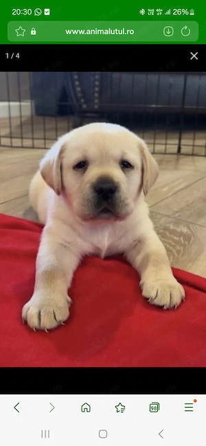Labrador Retriever 