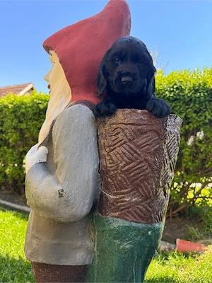 Cocker spaniel
