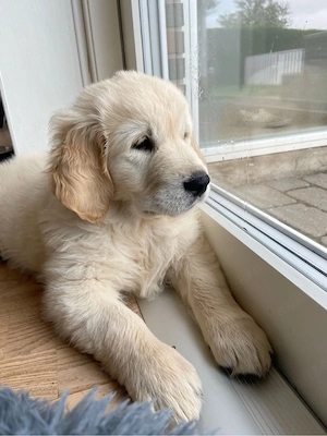 Golden Retriver 
