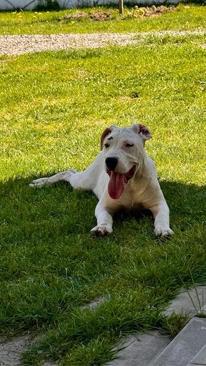 Disponibil Urgent  Femela Dog Argentinian