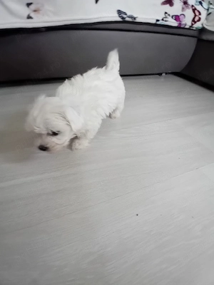 Bichon maltez 
