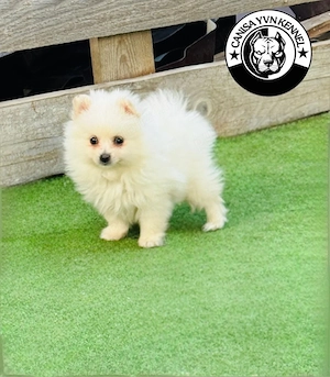 mascul pomeranian cu pedegree