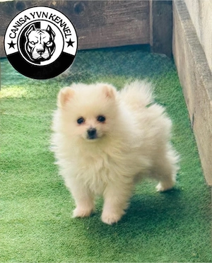 mascul pomeranian cu pedegree - imagine 4
