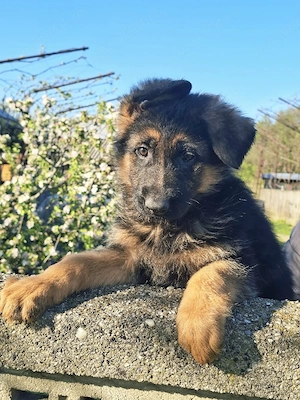 Pui ciobanesc german 