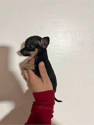 chihuahua de vanzare  - imagine 2
