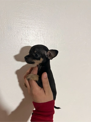 chihuahua de vanzare  - imagine 3