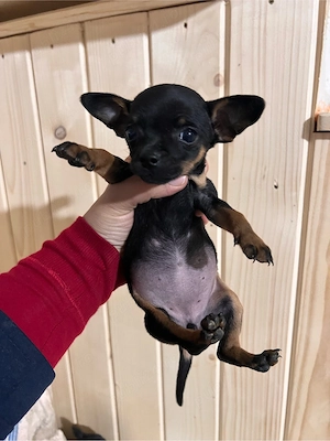 chihuahua de vanzare  - imagine 4