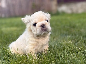 bulldog francez 